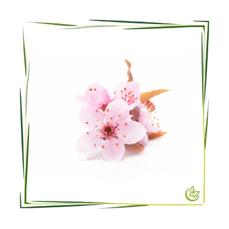 Natürliches Parfümöl Sakura
