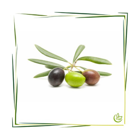 Oliventresteröl