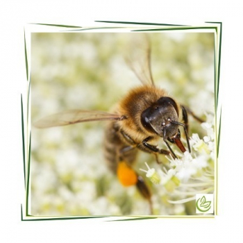 Bienenwachs weiß 100 g