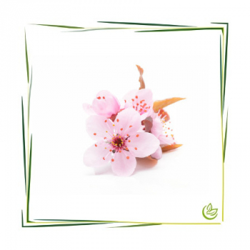 Natürliches Parfümöl Sakura 1 l