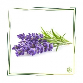 Naturidentisches Äth. Lavendelöl 100 ml