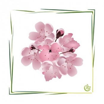 Parfümöl Cherry Blossom 100 ml