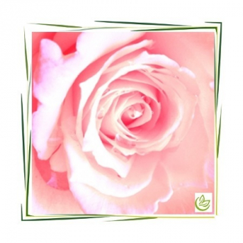 Parfümöl English Rose 1 l