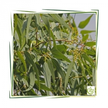 Äth. Eucalyptus Citriodoraöl 1 l