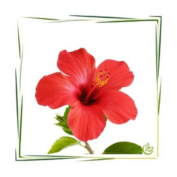 Hibiskus Pulver BIO 100 g