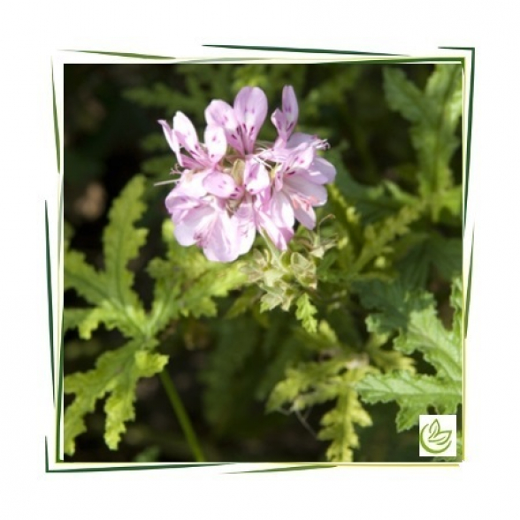 Hydrolat Geranium Bourbon BIO 10 l