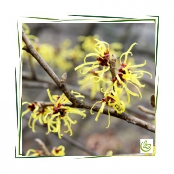 Hydrolat Hamamelis zertifiziert BIO 10 l