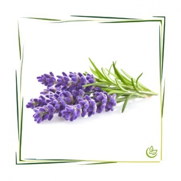 Hydrolat Lavendel Natural BIO 25 kg