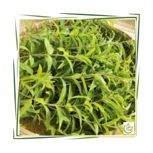 Hydrolat Verbena BIO 250 ml