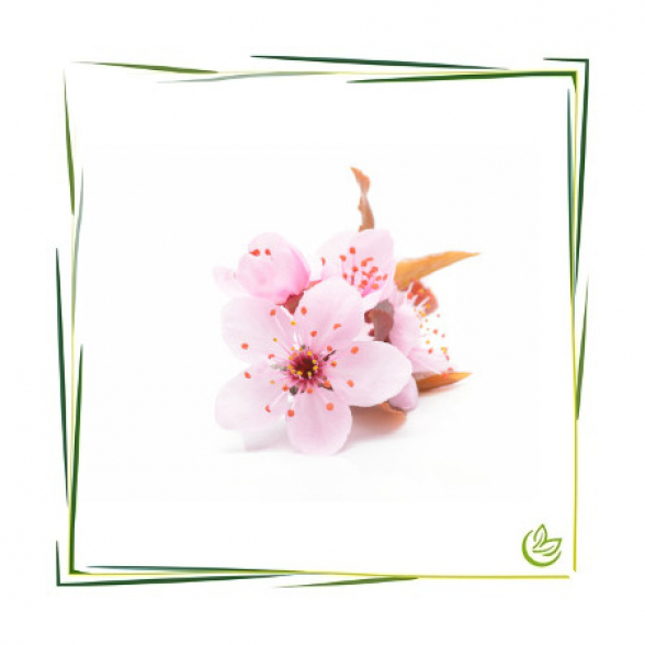 Natürliches Parfümöl Sakura 100 ml