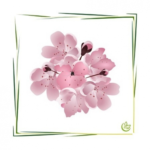Parfümöl Cherry Blossom 500 ml