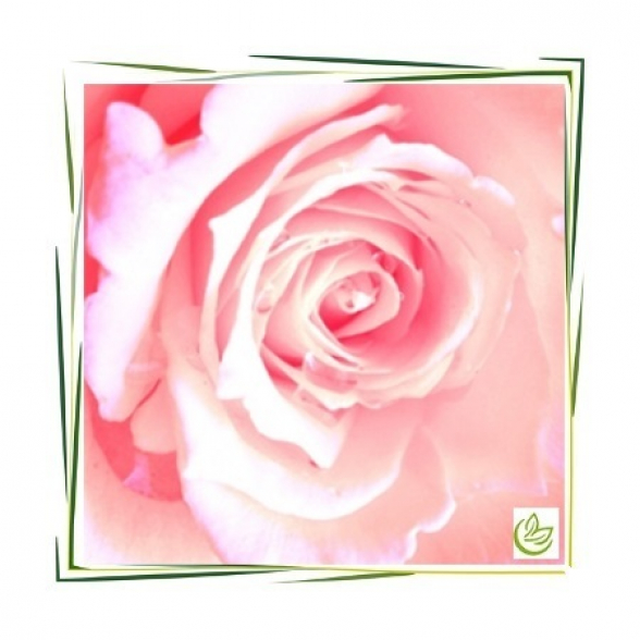 Parfümöl English Rose 3 l