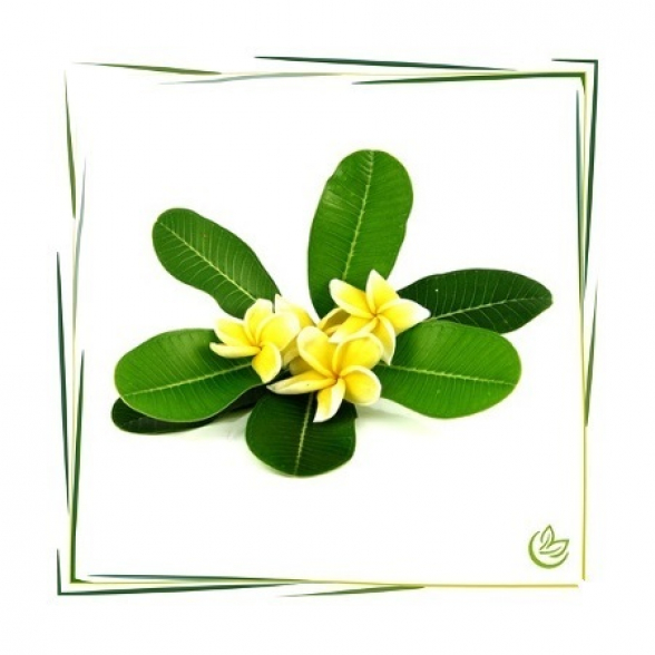 Parfümöl Plumeria 100 ml