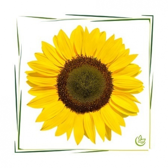 Sonnenblumenwachs 250 g